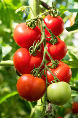 Ripe tomato plant growing in greenhouse. Fresh bunch of red natural tomatoes on branch in organic vegetable garden. Organic farming, healthy food, BIO viands, back to nature concept.