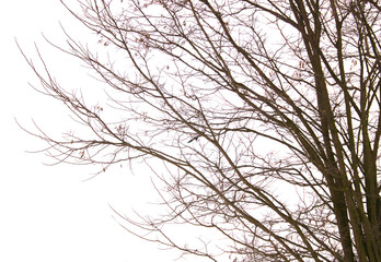 Bare tree branches on a pale white background