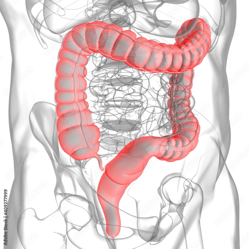 Large Intestine 3D Illustration Human Digestive System Anatomy Stock ...