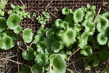 Round Green Leaves Of Wall Pennywort (Umbilicus Rupestris) Growing From Behind A Wire Mesh