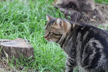 cat on the grass