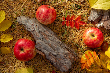 Wall Mural - Fallen red apples in autumn