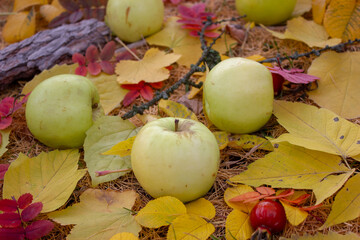 Wall Mural - Fallen green apples in autumn