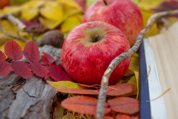 Wall Mural - Fallen red apples in autumn