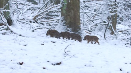 Wall Mural - closeup young wild boars sus scrofa calm piggy walking in dark woods. wildlife tranquil scene of ani