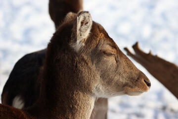 Canvas Print - Closeup shot of a deer on a snowy field