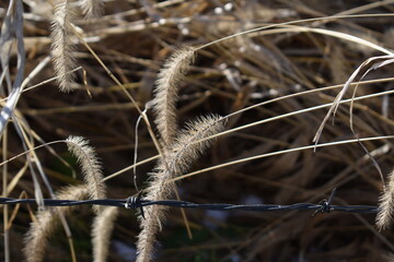 Sticker - Dry Foxtail Grass