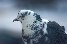 Close-up Of A Pigeon's Head With White-and-gray Feathers