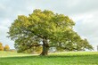 © Jenn's Photography  - Old oak tree in a seasonal meadow.