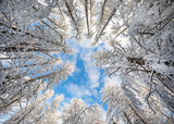 Fototapeta Na sufit - Beautiful winter forest and blue sky with clouds