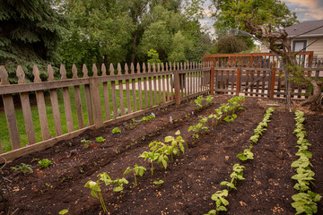 Suburban home garden growing vegetables