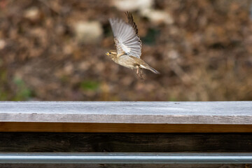 House finch taking off