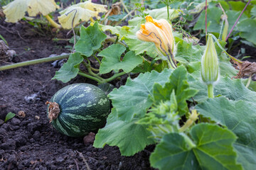 zucchini growing in the garden