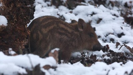 Wall Mural - closeup young wild boar sus scrofa calm piggy being cold in deep winter woods. wildlife tranquil sce