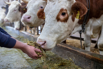 Canvas Print - Farmer feeding cows