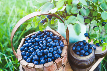 Wall Mural - Ripe blueberries in basket on tray on background of greenery.