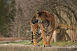 Sumatran tiger. Warsaw ZOO