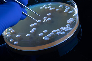 Sticker - Colonies of Candida albicans on Petri dish with agar, an unusually shaped colony forming an arch