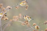 Fototapeta  - European goldfinch bird, Carduelis carduelis, perched eating seeds during Winter season