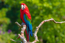 Red-and-green Macaw Or Green-winged Macaw, Ara Chloropterus,