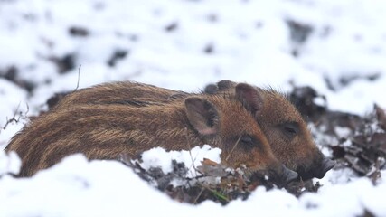 Wall Mural - closeup young wild boar sus scrofa calm piggy being cold in deep winter woods. wildlife tranquil sce