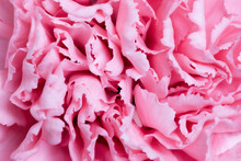 Macro Shot Of The Petals Of A Pink Dianthus Flower