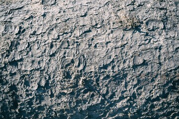 The texture of natural grey tree bark. Closeup texture of tree bark. Natural tree bark background. Rough surface of trunk. Dirt skin of wood. Grey nature background.