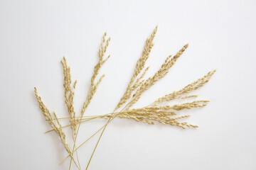 Ears of rice isolated on white background