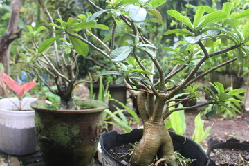 Wall Mural - Adenium obesum or Desert rose in flowerpot 