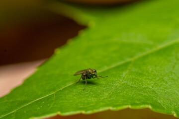 fly on leaf