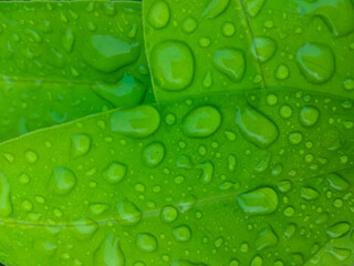  green leaf with drops