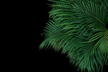 Ornamental Palm Leaves Tropical Plant Bush, Indoors Garden Floral Arrangement With Palm Fronds Nature Backdrop On Black Background.