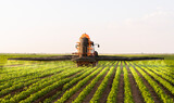 Fototapeta Panele - Tractor spraying soy field in sunset.