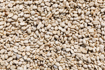  Coffee beans being sun dried