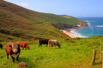 Poster - Cornish coast and countryside Portheras Cove Cornwall south west of St Ives with cows