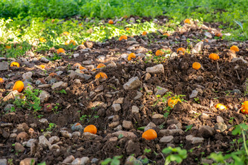 The moldy mandarin orange in the garden.