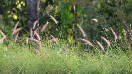 Wall Mural - Desho grass or grass flowers blowing in the wind
