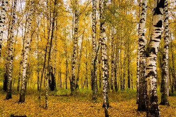 Wall Mural - Trees with yellow leaves