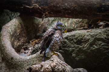 Wall Mural - Shikra (Accipiter badius). Standing on a rocky surface near a body of water..