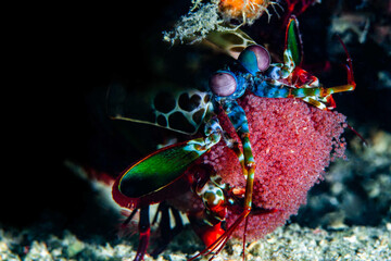 Peacock mantis shrimp with eggs 