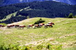Rinderherde auf einer Bergalm mit Wald im Hintergrund