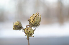 Closed Yellow Buds Of A Plant On A Blurred Background