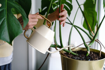 Woman watering potted Monstera houseplant on the windowsill in green house, close up. Hobby, home gardening, love of plants concept. 