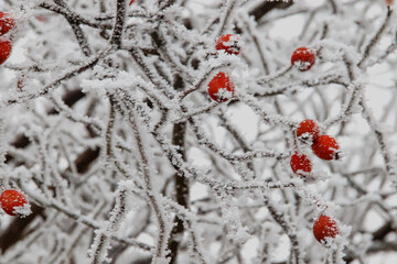 Wall Mural - Closeup shot of frozen branches of a currant tree