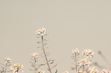 Small Wild White Flowers In The Field On Soft Gray Background