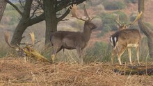 Fallow Deer Dama Dama Buck With Full Antlers Standing In Woodland