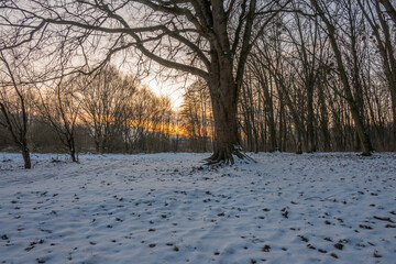 Wall Mural - Freeze landscape of the forest during the sunset. Trees are highlighted by the sunlight.