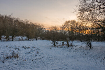 Wall Mural - Freeze landscape of the forest during the sunset. Trees are highlighted by the sunlight.