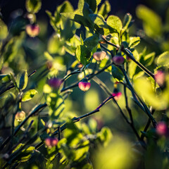 Beautiful pink blueberry flowers in spring. Natural spring scenery in forest. Sunny day, shallow focus. Woodland scenery of Northern Europe with wild berries.