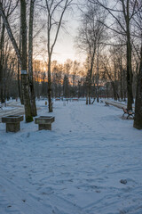 Wall Mural - Freeze landscape of the forest during the sunset. Trees are highlighted by the sunlight.